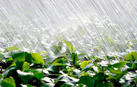 Rain on coffe plants